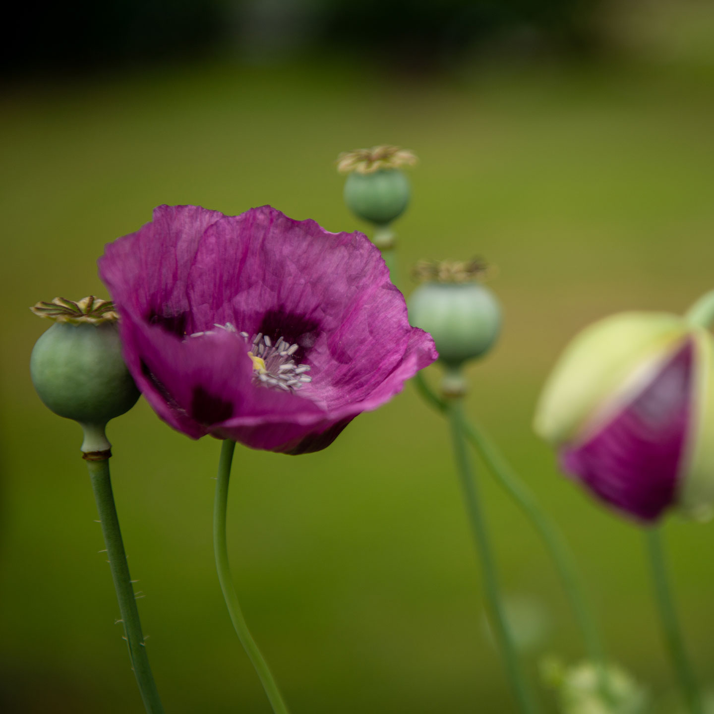 Cosmos rosado en jardín desenfocado