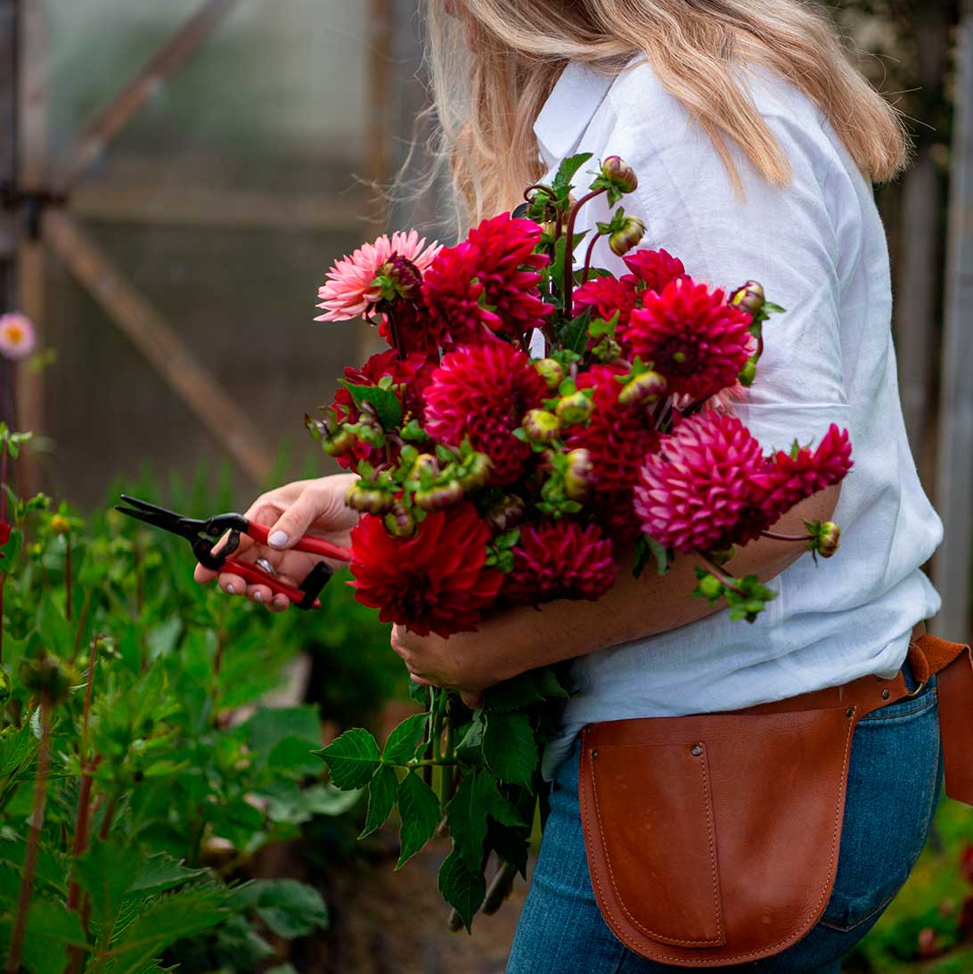 Angela cortando dalias en su jardín de dalias mientras sostiene un ramo de dalias rojas y rosadas. Ella es rubia de melena larga, viste una camisa blanca, jeans y cinturón de herramientas de jardinería.