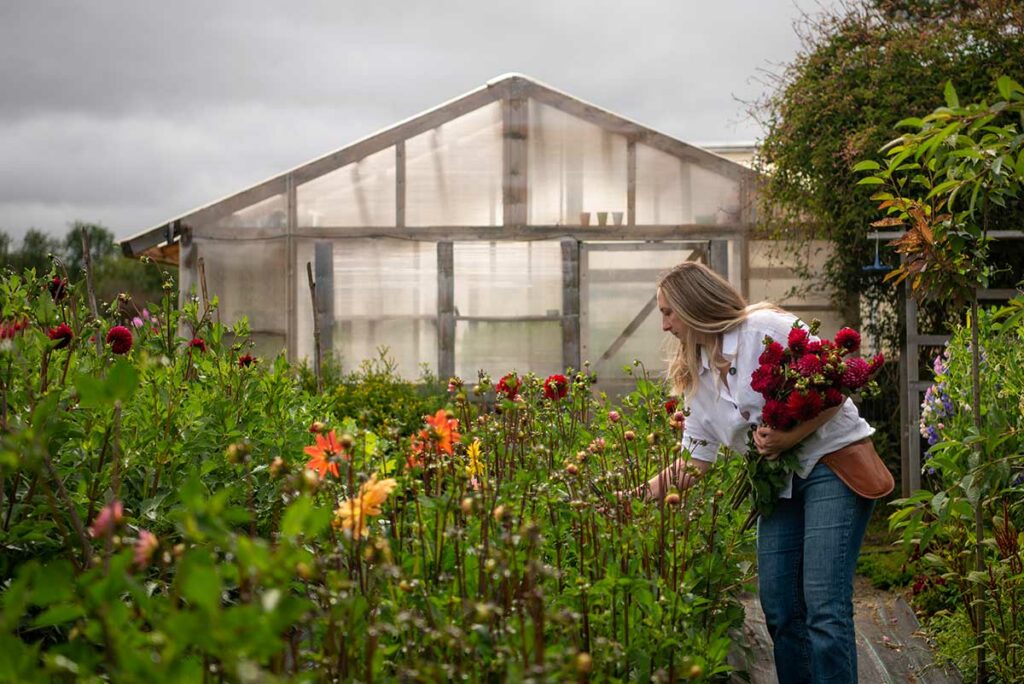 Angela cortando dalias en su jardín. Carga un ramo rojo y rosa de dalias en su brazo mientras está revisando las flores. El invernadero está de fondo con el jardín ver de y con flores de colores en primer plano.