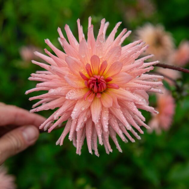 Dalia Semicactus Damasco - Imagen 4