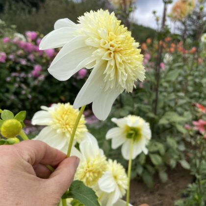 Dalia Platinium Blonde