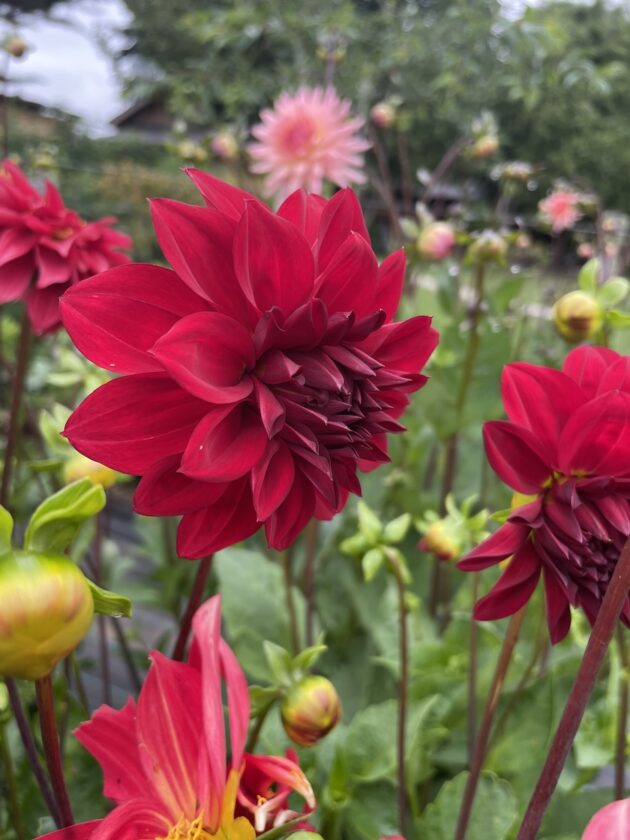 Dalia Decorativa Roja